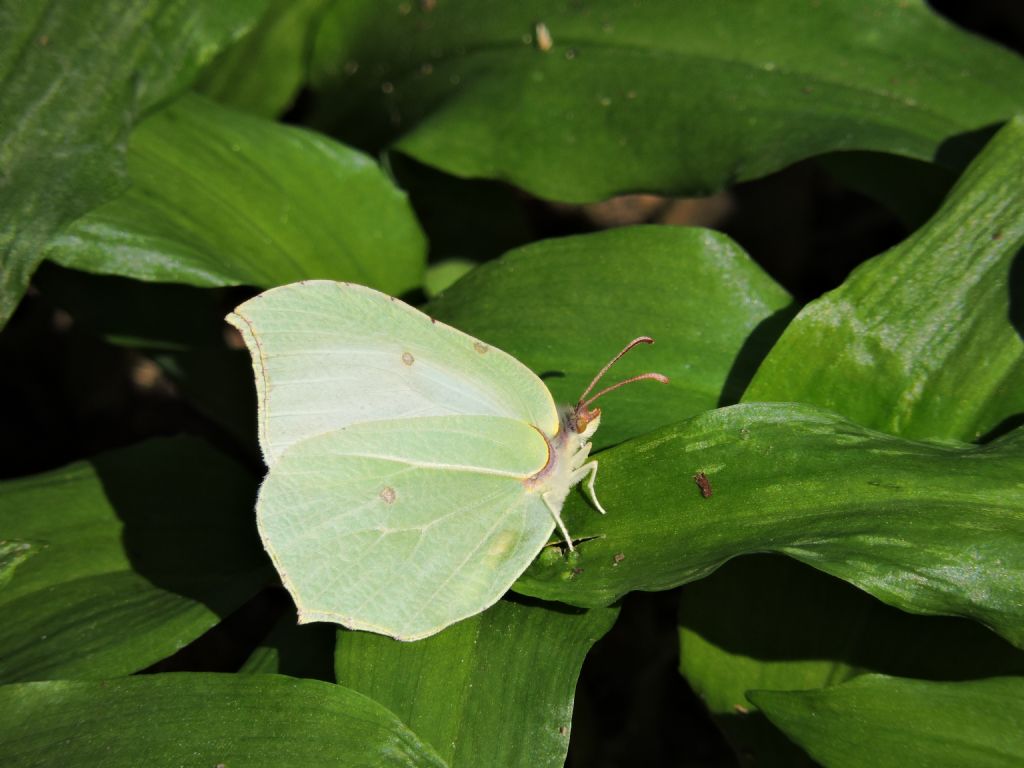 Gonepteryx rhamni